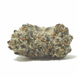 White Truffle
